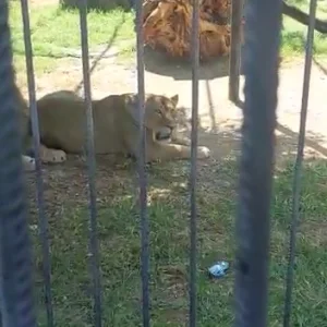 273-45dd416ee5b697f87dda02c1a1d0d1f9.mp4